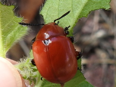 Leptinotarsa rubiginosa