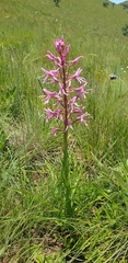 Disa nervosa