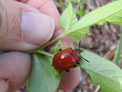 Leptinotarsa rubiginosa