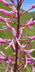 Disa nervosa