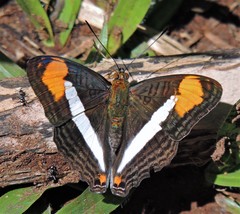 Adelpha abia