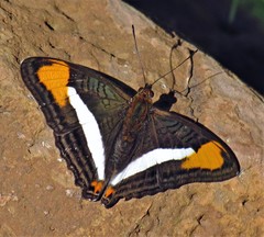 Adelpha abia