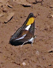 Adelpha abia