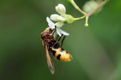 Volucella zonaria