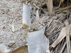 Sceloporus magister