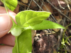 Solanum adscendens