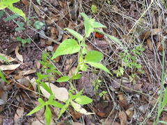 Solanum adscendens