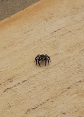 Corythalia conferta