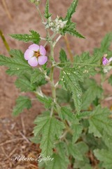 Sphaeralcea brevipes