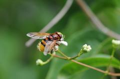 Volucella zonaria