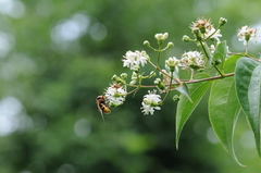 Volucella zonaria