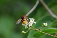 Volucella zonaria