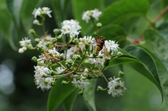Volucella zonaria