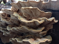 Trametes hirsuta