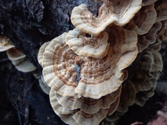 Trametes hirsuta