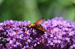 Volucella zonaria
