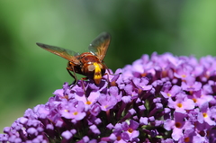 Volucella zonaria