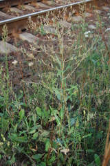 Lactuca serriola