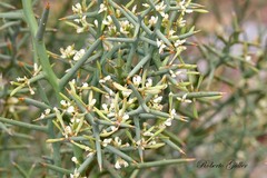 Hualania colletioides