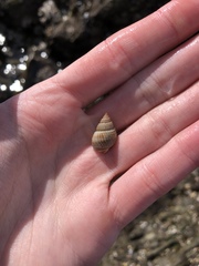 Nassarius perpinguis