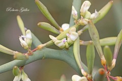 Hualania colletioides