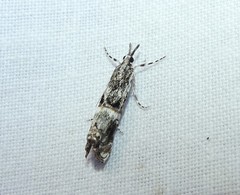 Hednota longipalpella