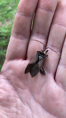 Acanthocephala alata