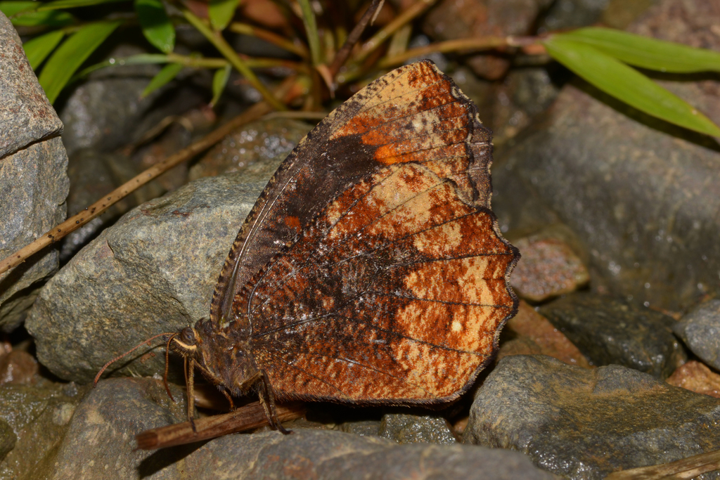 Pedaliodes tucca
