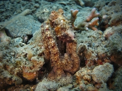 Image of Abdopus abaculus
