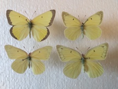 Colias alexandra