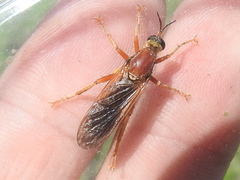 Ospriocerus
