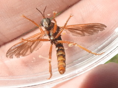 Ospriocerus
