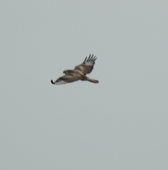 Buteo lagopus