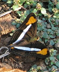 Adelpha epizygis