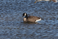 Branta canadensis
