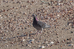 Columba livia