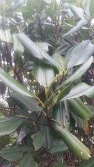 Magnolia ekmanii