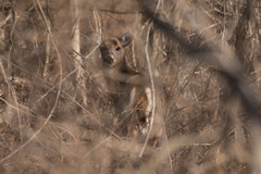 Odocoileus virginianus