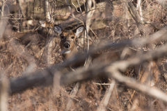 Odocoileus virginianus