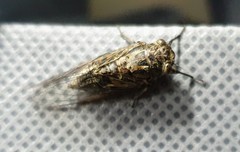 Physeema labyrinthica