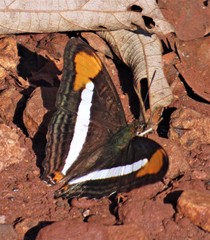 Adelpha epizygis