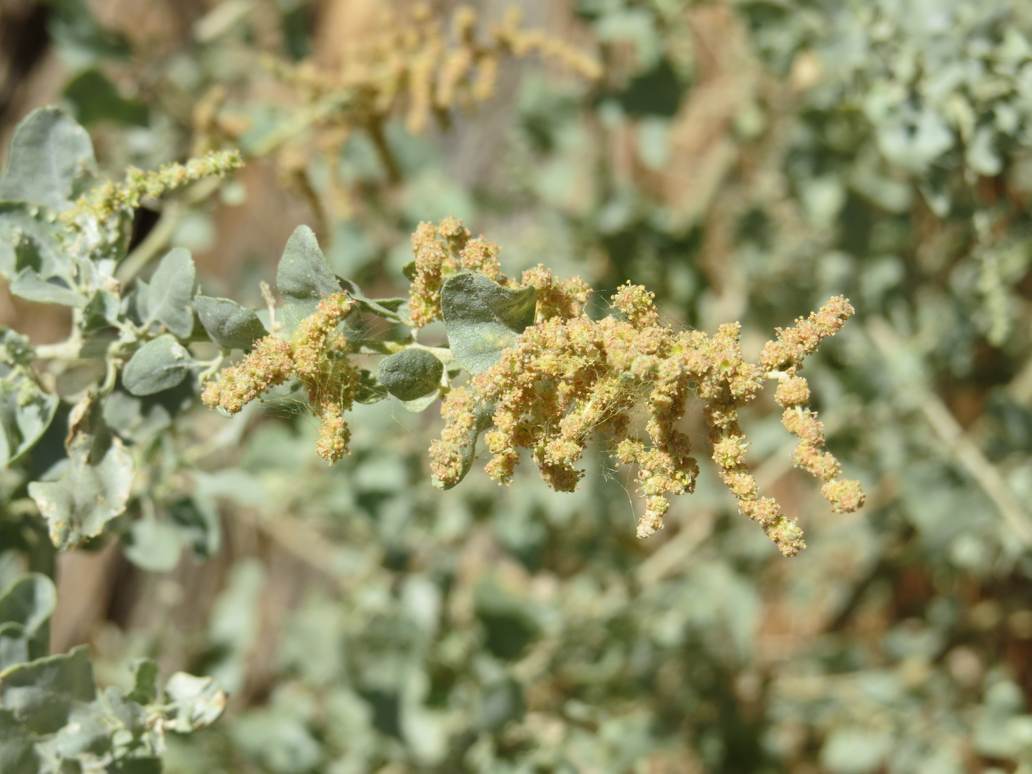 Atriplex lentiformis