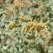 Big Saltbush - Photo (c) Kenneth Bader, some rights reserved (CC BY-NC), uploaded by Kenneth Bader