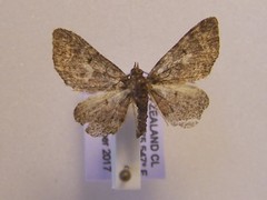 Pasiphila lunata
