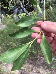 Psydrax oleifolia