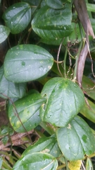 Passiflora orbiculata