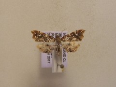 Musotima nitidalis