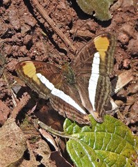 Adelpha epizygis