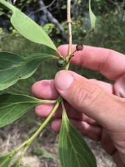Psydrax oleifolia