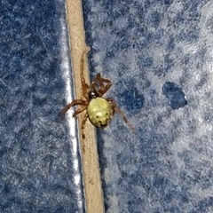 Araneidae